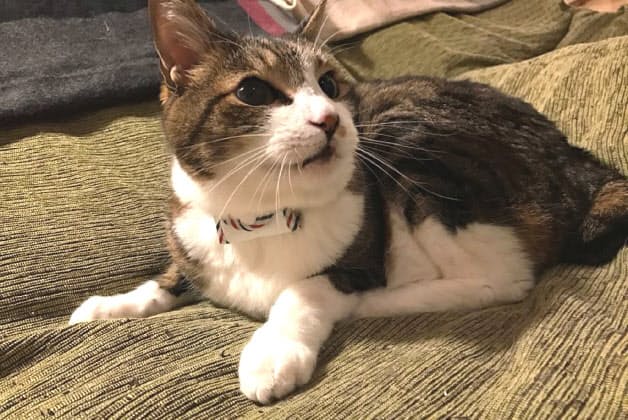 迷い猫の捜索費用も補償 ペット保険 プラスa競う Nikkei Style