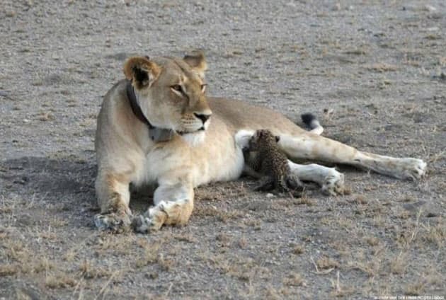 ヒョウの赤ちゃんを育てるライオン 殺さないのは異例 Nikkei Style