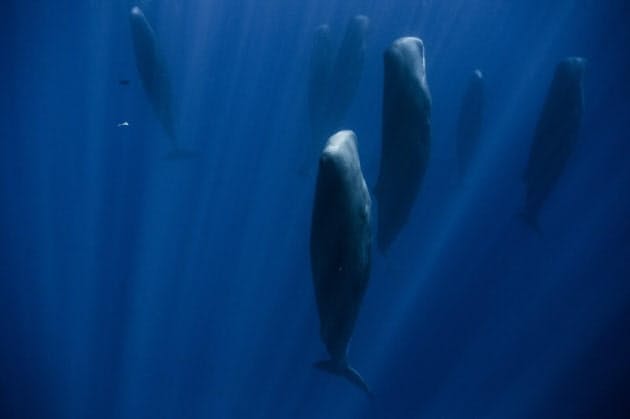 クジラがみんなで 立ち寝 奇妙にも美しい珍光景 Nikkei Style クジラがみんなで 立ち寝 奇妙にも美しい珍光景 Nikkei Style