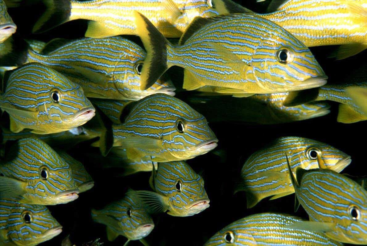 温暖化で魚が小型化 水温の上昇と酸素不足が影響か Nikkei Style 温暖化で魚が小型化 水温の上昇と酸素不足が影響か Nikkei Style