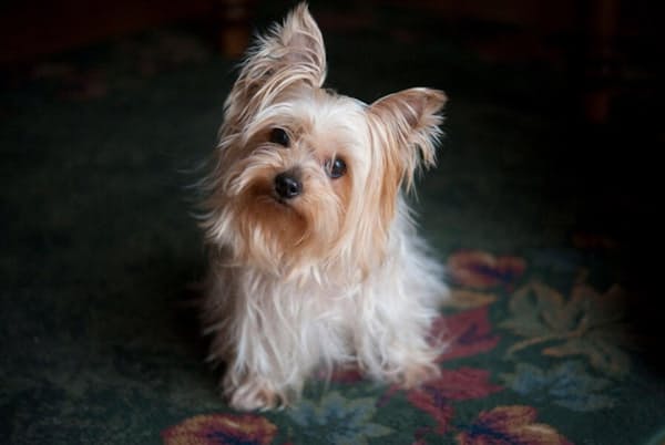 犬にも感情がある Mriで迫る動物の脳 最前線 ナショジオ Nikkei Style