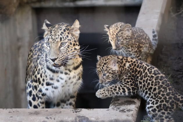 アムールヒョウの子どもの成長を見守りつつ 冬を待つ Nikkei Style アムールヒョウの子どもの成長を見守りつつ 冬を待つ Nikkei Style