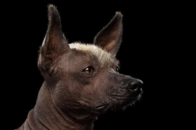 3500年続く古代の犬種 ショロ 絶滅寸前から復活 Nikkei Style 3500年続く古代の犬種 ショロ 絶滅寸前から復活 Nikkei Style