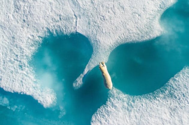 空から見た 北極圏の絶景と動物たち 写真10点 Nikkei Style