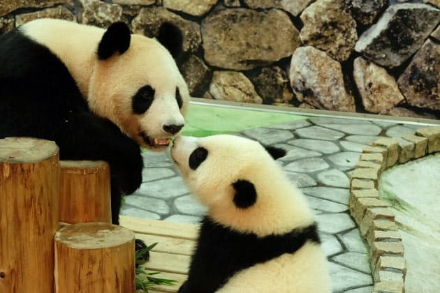 パンダの家族にほっこり 温泉と動物ふれあいの旅 Nikkei Style