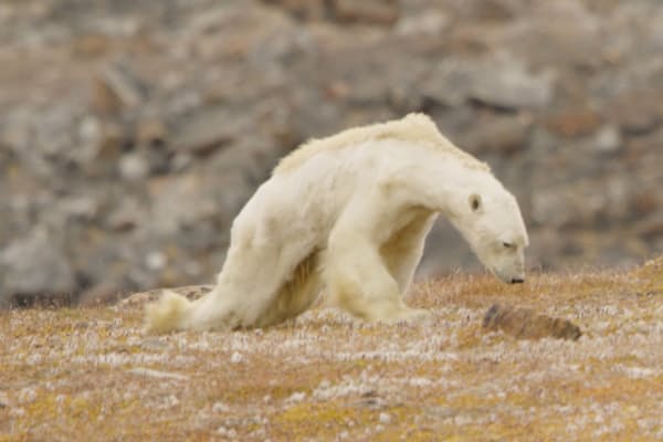 南極にサメはいないが 北極にはたくさんいる ペンギンがいるのは 南極と北極の Nikkei Style 南極にサメはいないが 北極にはたくさんいる ペンギンがいるのは 南極と北極の Nikkei Style