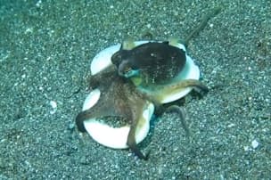 学者も なんじゃこりゃ 奇妙な体勢の深海生物 ナショジオ Nikkei Style