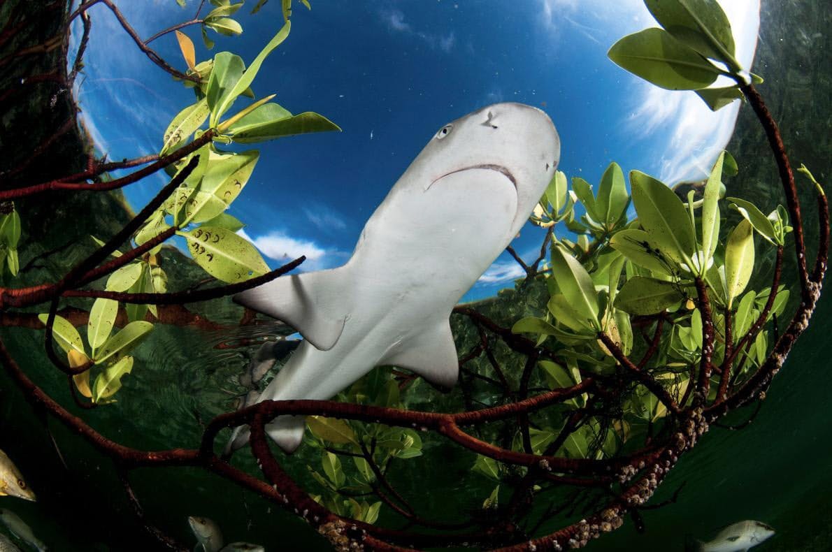 サメに超接近 圧巻の水中写真が海の大切さ訴える Nikkei Style
