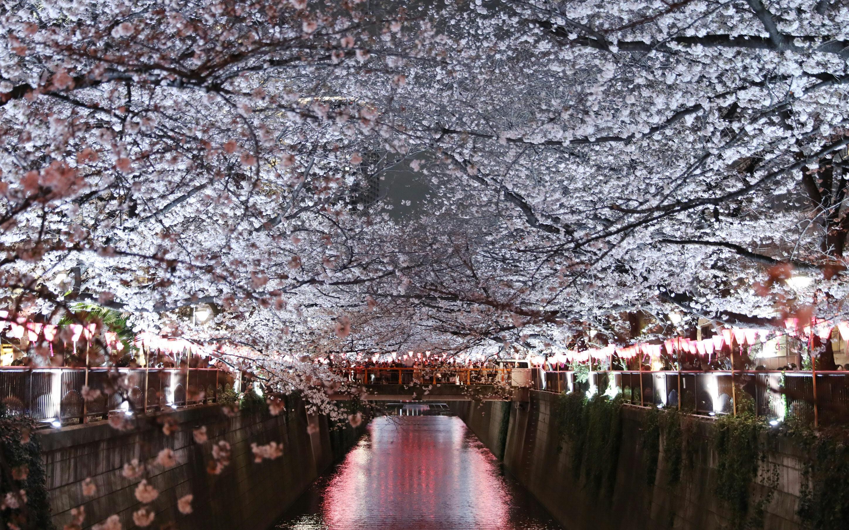 住宅街に300万人 桜満開 目黒川のリスク管理 Nikkei Style 住宅街に300万人 桜満開 目黒川のリスク管理 Nikkei Style