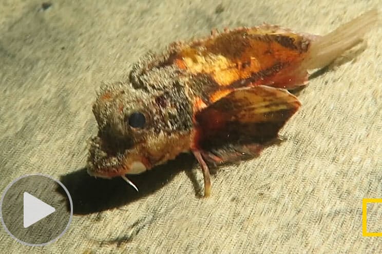 海底を 歩く魚 のレア映像 オコゼの仲間 種は不明 ナショジオ Nikkei Style