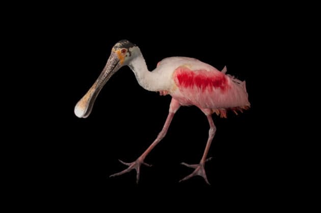 かわいい こわい 奇妙なくちばしをもつ鳥12選 Nikkei Style