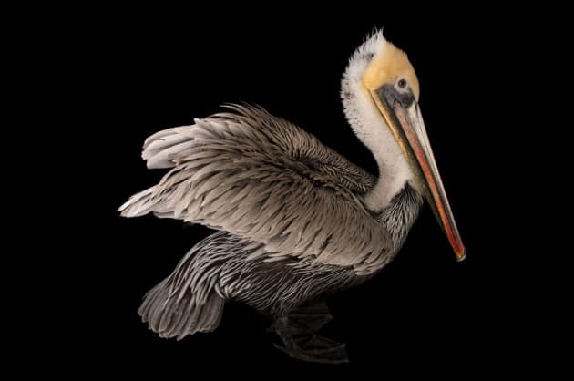 かわいい こわい 奇妙なくちばしをもつ鳥12選 Nikkei Style かわいい こわい 奇妙なくちばしをもつ鳥12選 Nikkei Style