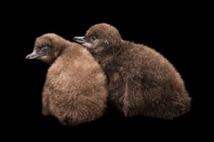 ペンギンがいるのは 南極と北極の動物 なぜ違う Nikkei Style