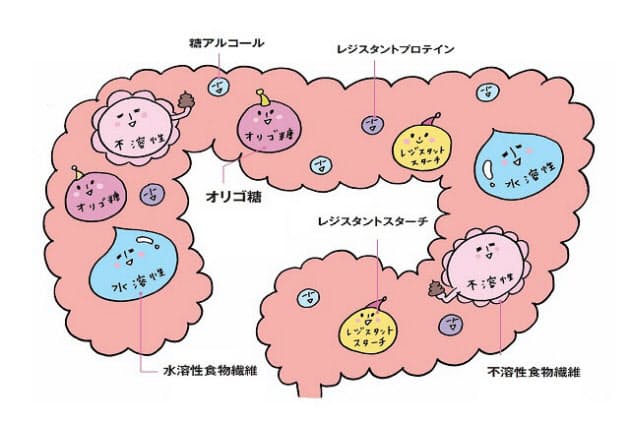 肥満や肌荒れ抑制で注目 腸が喜ぶ食物繊維のとり方 Nikkei Style