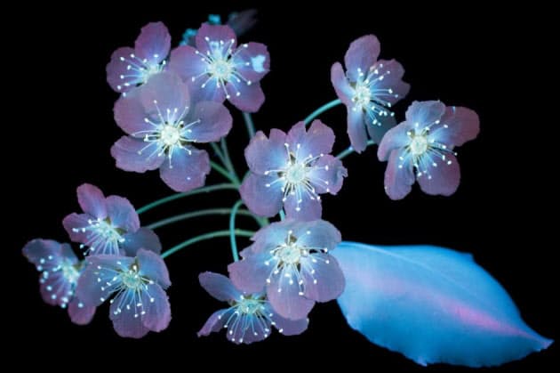 キュウリの花はオレンジと青に輝く 光変われば花変わる 紫外線が照らし出す幻想世界 Nikkei Style キュウリの花はオレンジと青に輝く 光変われば花変わる 紫外線が照らし出す幻想世界 Nikkei Style