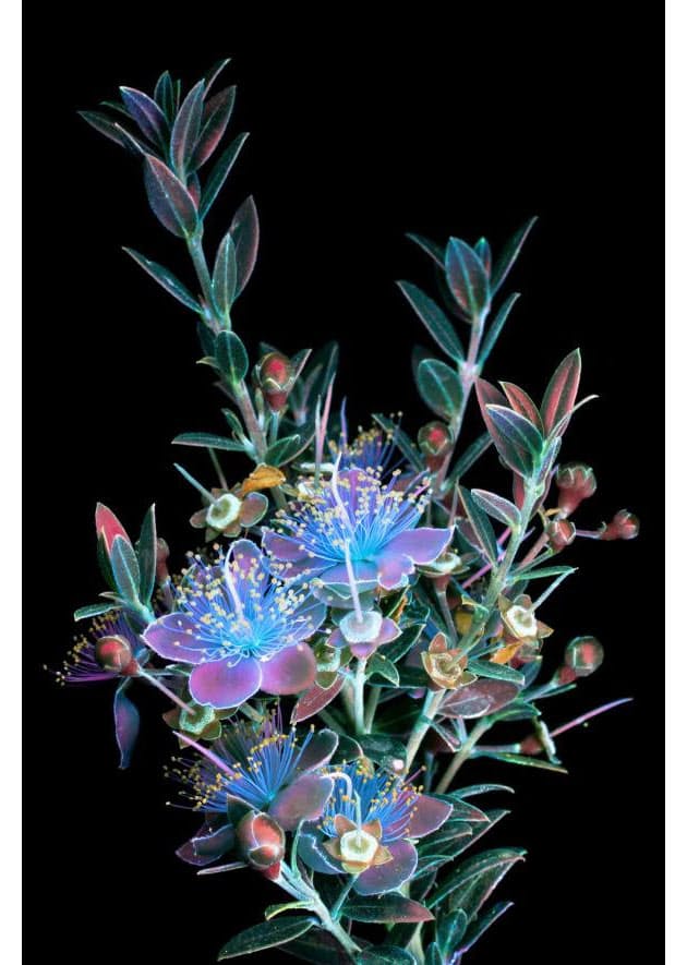 キュウリの花はオレンジと青に輝く 光変われば花変わる 紫外線が照らし出す幻想世界 Nikkei Style キュウリの花はオレンジと青に輝く 光変われば花変わる 紫外線が照らし出す幻想世界 Nikkei Style