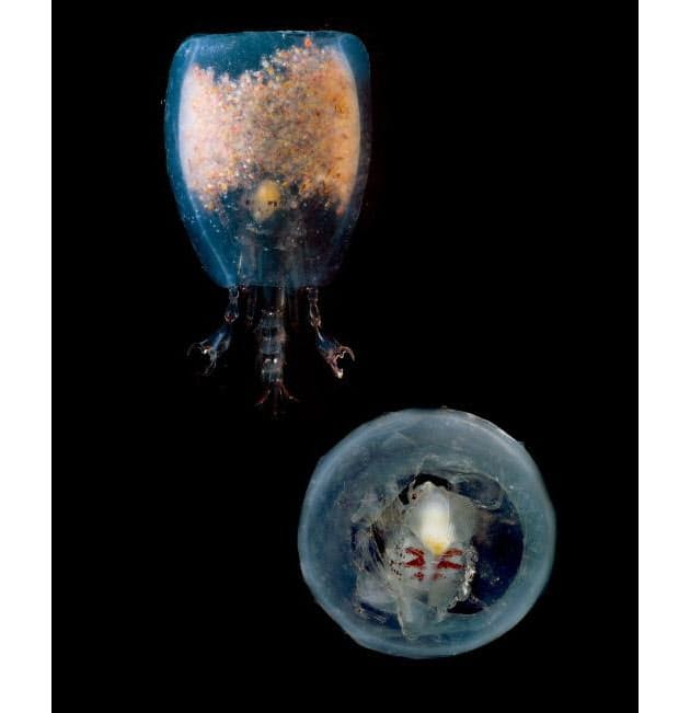 エイリアンのモデル 暗闇世界の奇妙で美しい生物たち Nikkei Style エイリアンのモデル 暗闇世界の奇妙で美しい生物たち Nikkei Style