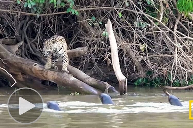 ジャガーとの対決 オオカワウソが圧勝した理由 Nikkei Style ジャガーとの対決 オオカワウソが圧勝した理由 Nikkei Style