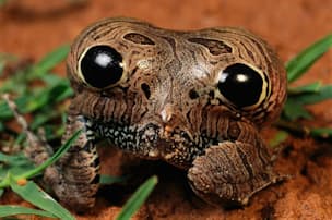 絶滅危機のカエル 13年ぶり発見 背の袋で子育て ナショジオ Nikkei Style