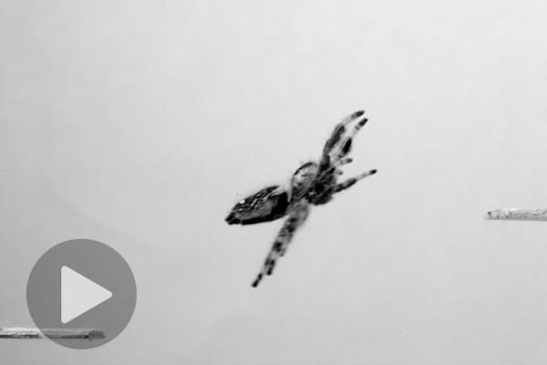 生きた化石 カブトガニ 実はクモの仲間だった Nikkei Style 生きた化石 カブトガニ 実はクモの仲間だった Nikkei Style
