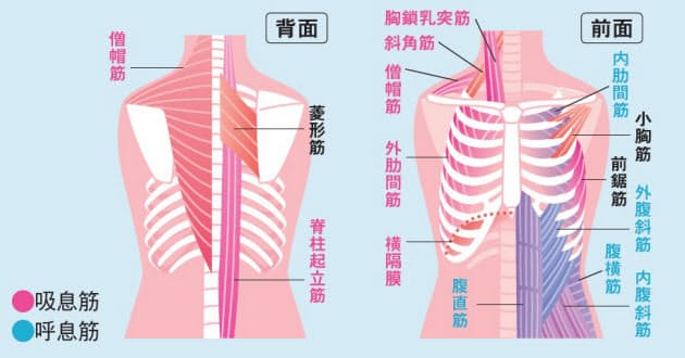吸息筋と呼息筋ほぐしましょう どん足日記 吸息筋と呼息筋ほぐしましょう どん足日記