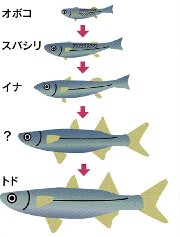 青二才 は出世魚が由来 お魚の常識15問 Mono Trendy Nikkei Style