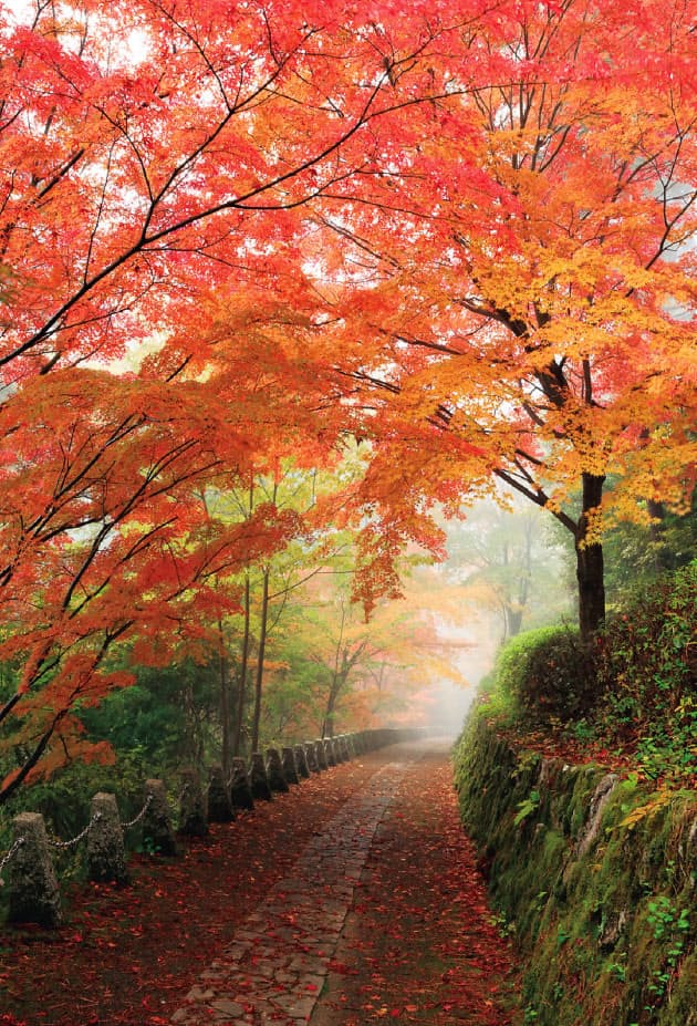 紅葉の奈良 4つの穴場巡り 撮影のコツは 逆光 Nikkei Style