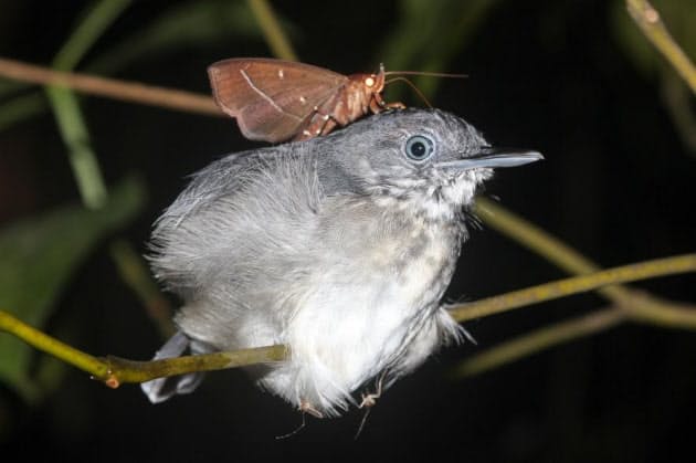 蛾が寝ている鳥の涙を飲む 世界で3例目の発見 ナショジオ Nikkei Style