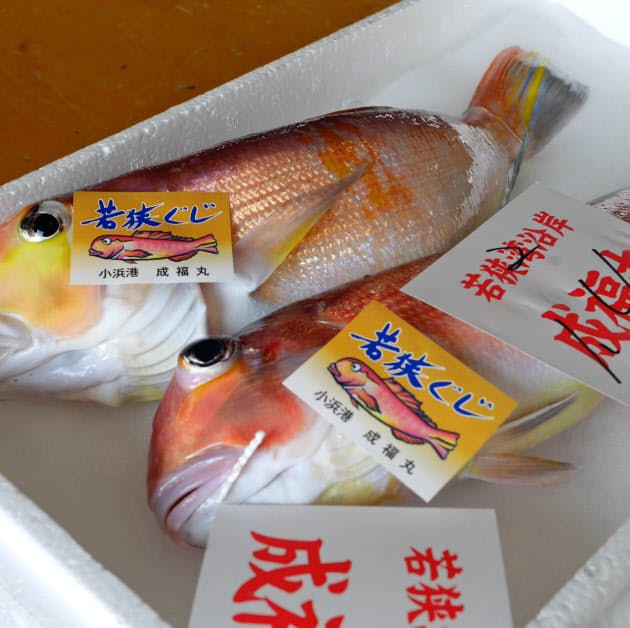 ふわりと香る繊細な甘み 福井 若狭のアマダイ Nikkei Style ふわりと香る繊細な甘み 福井 若狭のアマダイ Nikkei Style