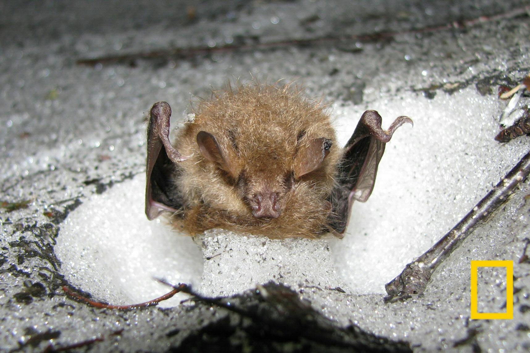 雪の中で冬眠するコウモリ発見 実は樹洞より暖かく ナショジオ Nikkei Style