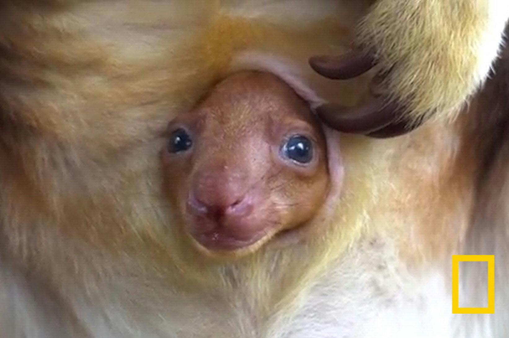 こんにちは 赤ちゃん 絶滅危惧のキノボリカンガルー ナショジオ Nikkei Style