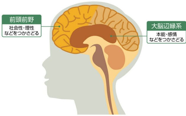 大脳 辺 縁 系 Article 大脳 辺 縁 系 Article