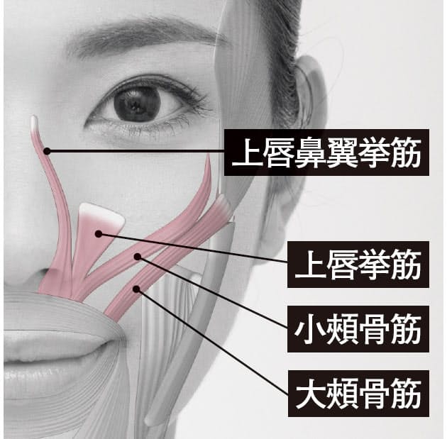 表情筋をゆるめるとほうれい線が消える 硬直した顔筋ほぐして老化防止 ほうれい線 Nikkei Style 表情筋をゆるめるとほうれい線が消える 硬直した顔筋ほぐして老化防止 ほうれい線 Nikkei Style