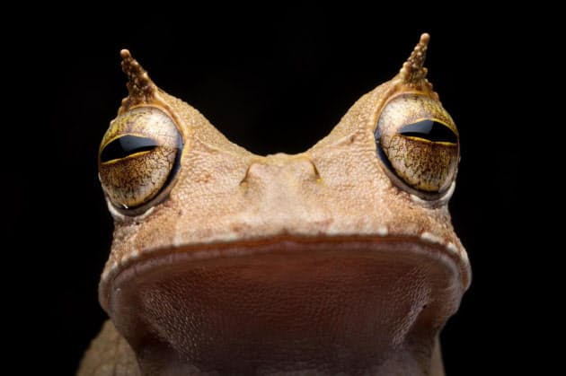 絶滅危機のカエル 13年ぶり発見 背の袋で子育て ナショジオ Nikkei Style