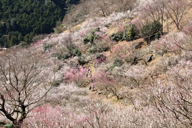 梅や菜の花 早春に咲き誇る 花の絶景 10選 Nikkei Style 梅や菜の花 早春に咲き誇る 花の絶景 10選 Nikkei Style