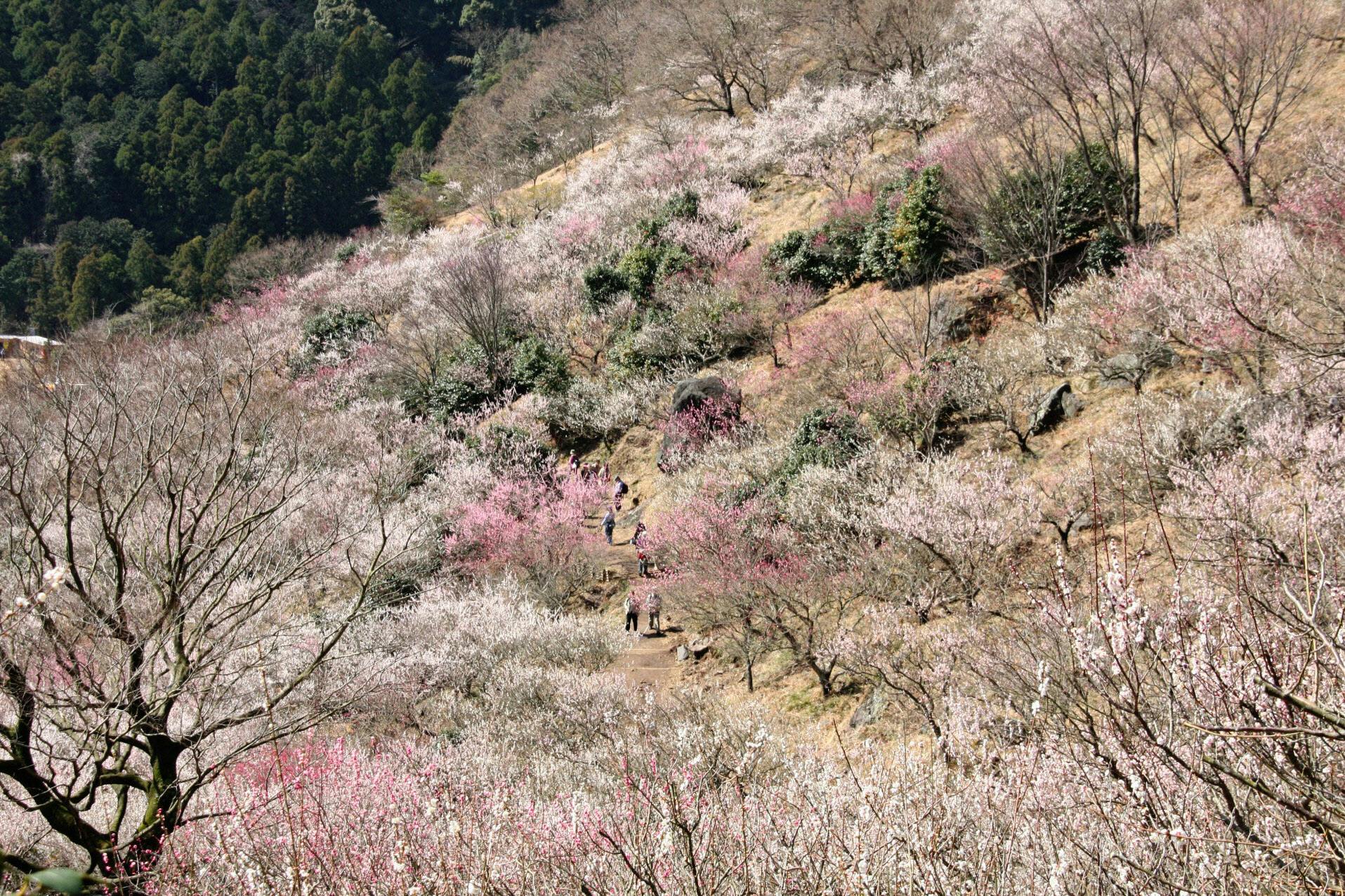 梅や菜の花 早春に咲き誇る 花の絶景 10選 Nikkei Style 梅や菜の花 早春に咲き誇る 花の絶景 10選 Nikkei Style