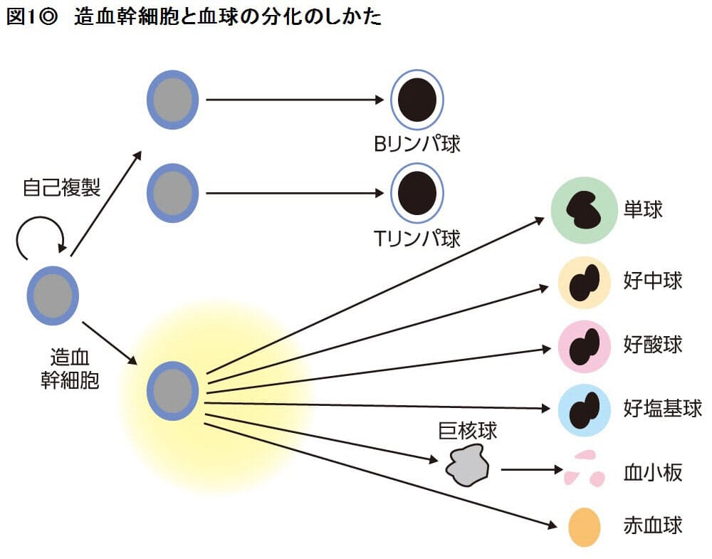 白血病 あざ 特徴