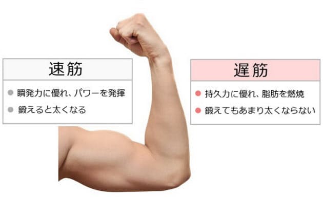 転ばない体づくり 鍛える筋肉は速筋と遅筋どっち Nikkei Style 転ばない体づくり 鍛える筋肉は速筋と遅筋どっち Nikkei Style