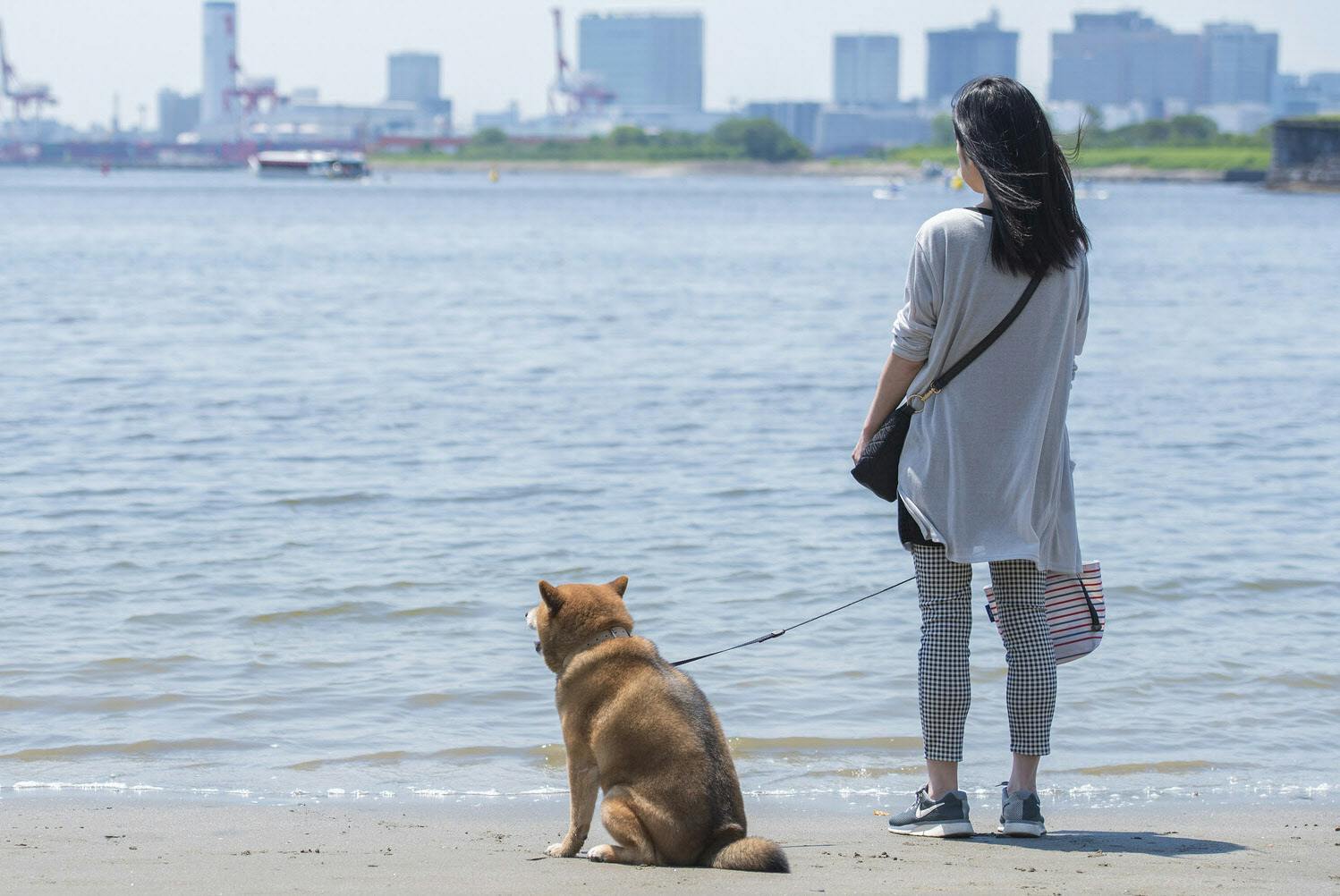 隣家に預けた愛犬が行方不明に 慰謝料は請求できる マネー研究所 Nikkei Style