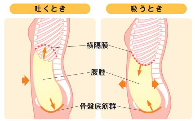 バルーン呼吸で体幹が整えばくびれ復活 腰痛改善も叶う バルーン呼吸 で体幹 Nikkei Style