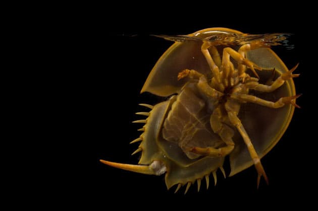 生きた化石 カブトガニ 実はクモの仲間だった Nikkei Style 生きた化石 カブトガニ 実はクモの仲間だった Nikkei Style