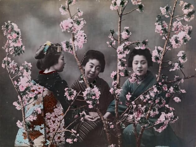 桜を愛し 明治 大正の日本を世界に伝えた女性記者 Nikkei Style