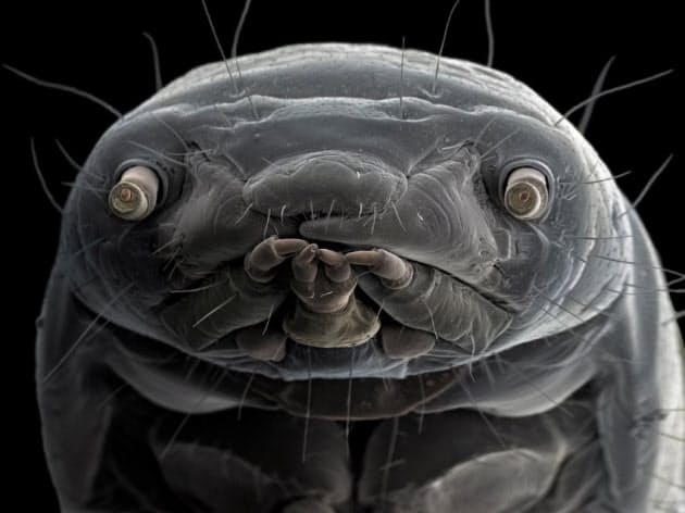 あなた誰 電子顕微鏡で撮った不思議な生物の肖像 Nikkei Style