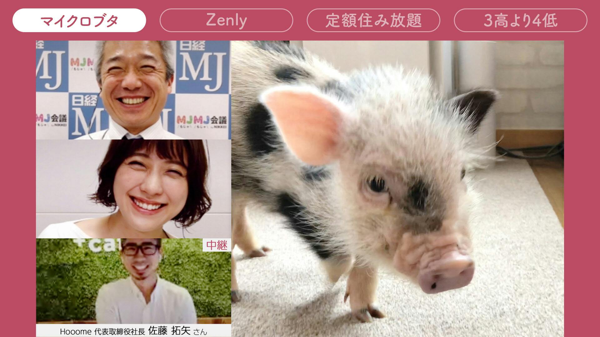 愛らしすぎるマイクロブタ 飛んだり跳ねたり Nikkei Style 愛らしすぎるマイクロブタ 飛んだり跳ねたり Nikkei Style
