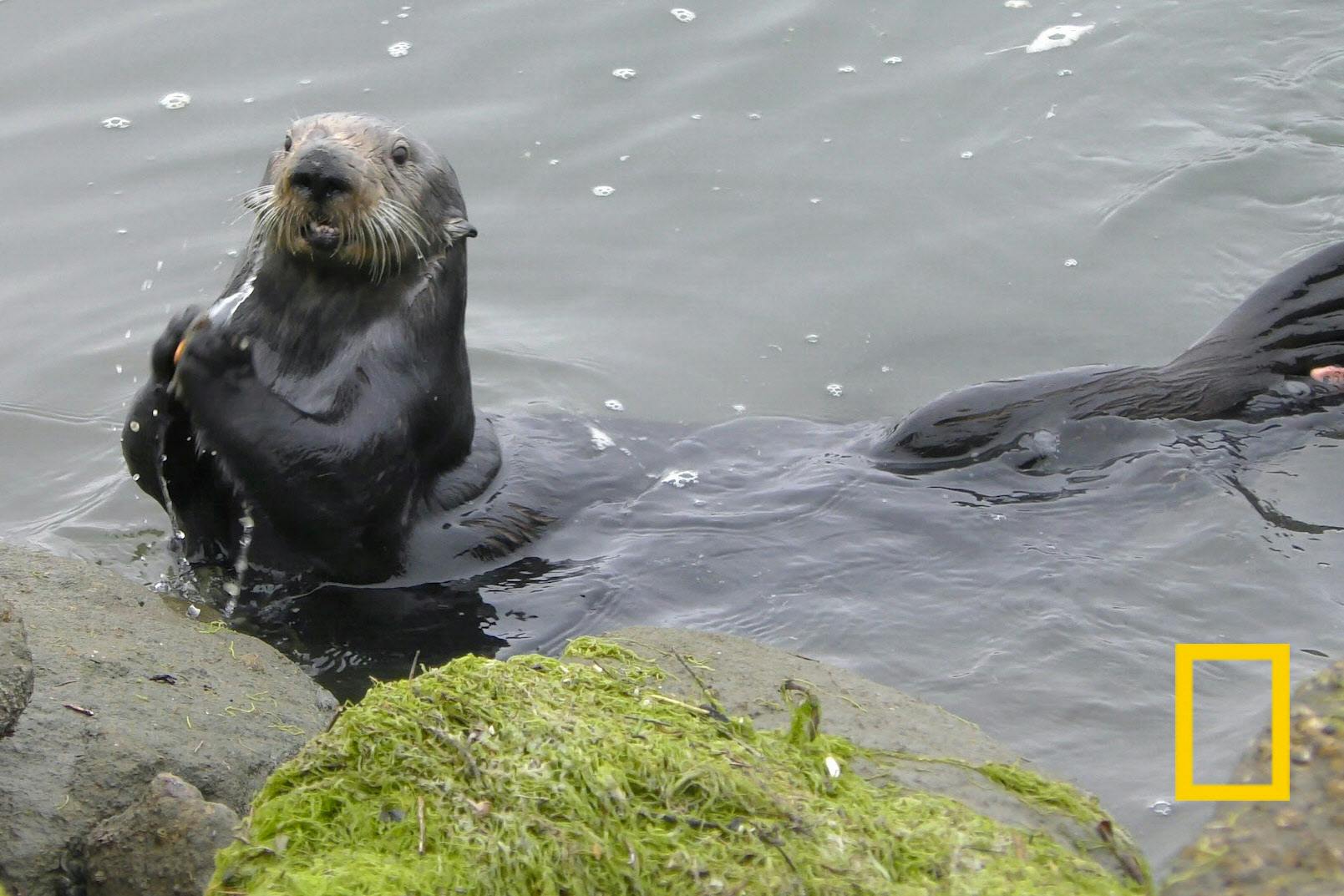 石で貝割るラッコは右利き 考古学的手法で判明 Nikkei Style 石で貝割るラッコは右利き 考古学的手法で判明 Nikkei Style