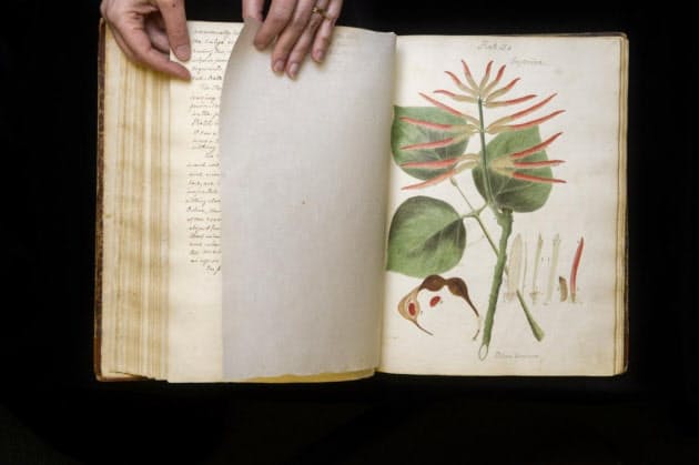 失われたカリブの手描き植物図鑑 190年ぶりに発見 Nikkei Style