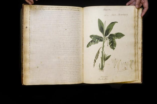 失われたカリブの手描き植物図鑑 190年ぶりに発見 Nikkei Style 失われたカリブの手描き植物図鑑 190年ぶりに発見 Nikkei Style