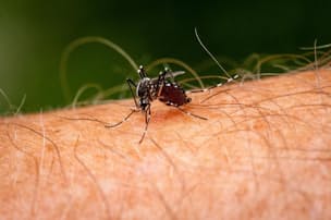 米 殺人スズメバチ 騒動が示す 危うい異常な虫嫌い Nikkei Style 米 殺人スズメバチ 騒動が示す 危うい異常な虫嫌い Nikkei Style