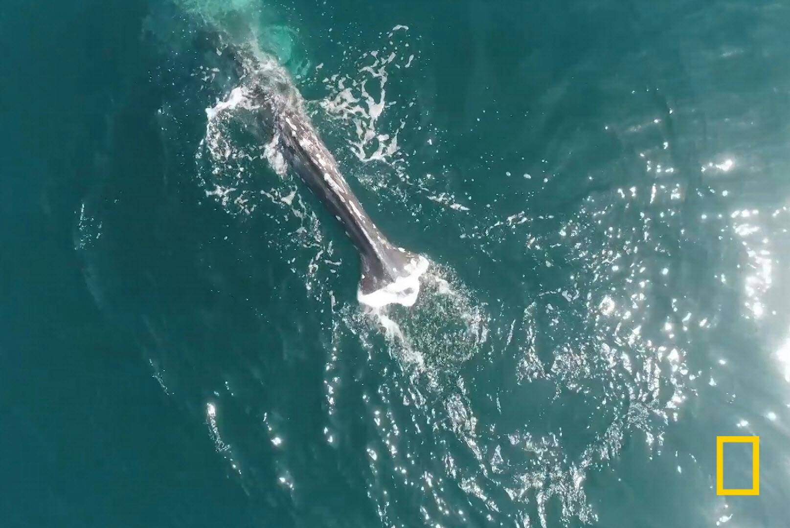 尾ビレのないクジラの目撃例増える いったいなぜ Nikkei Style 尾ビレのないクジラの目撃例増える いったいなぜ Nikkei Style