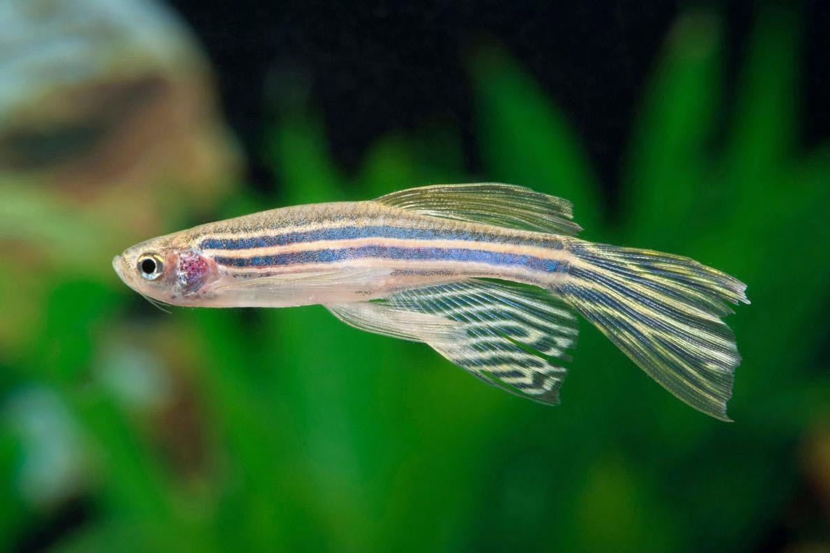 魚も人のように夢をみる よく似た睡眠サイクル確認 Nikkei Style 魚も人のように夢をみる よく似た睡眠サイクル確認 Nikkei Style